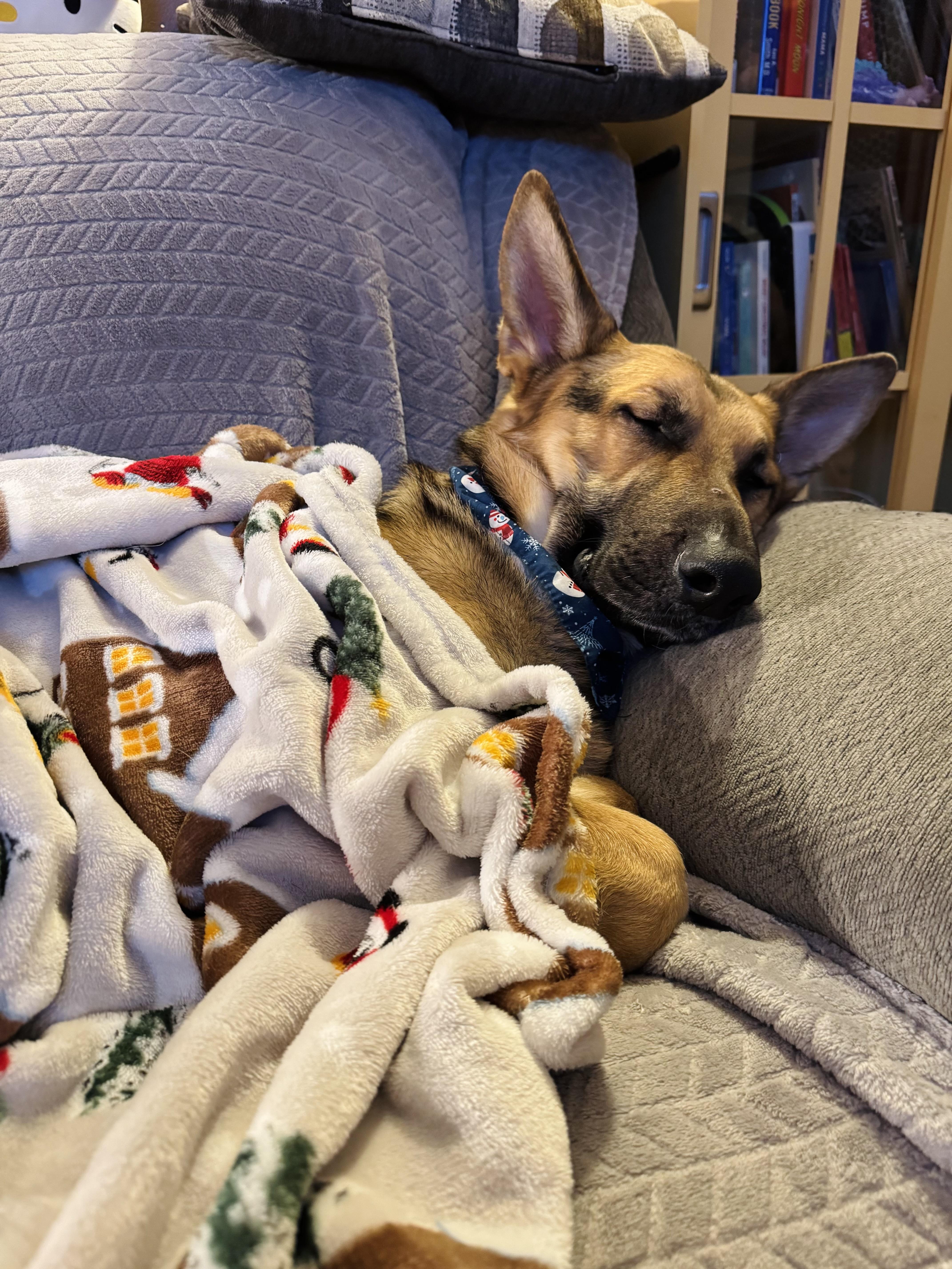 Teddy, a ADOPTABLE German Shepherd Dog in Milwaukee, WI image 2/5