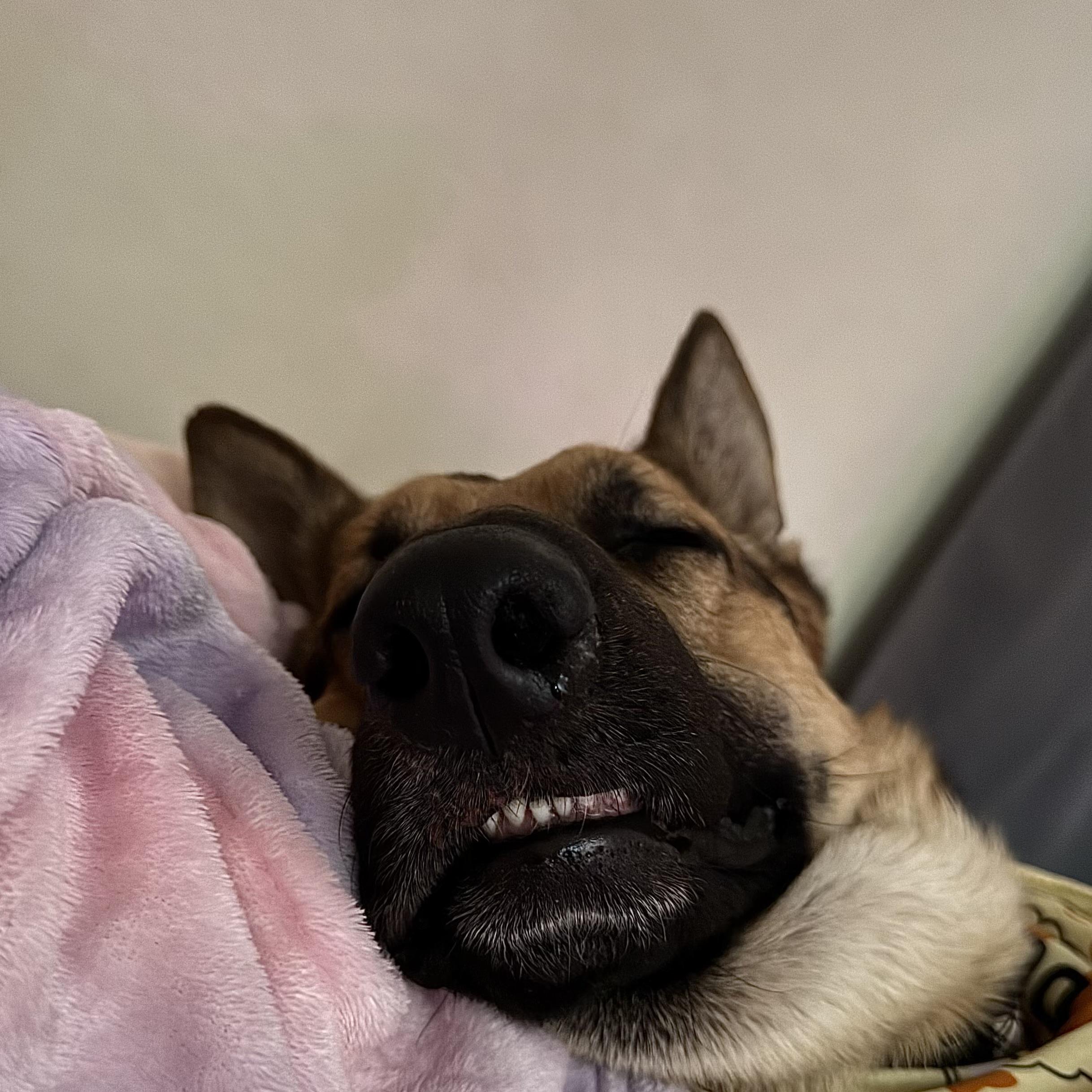 Teddy, a ADOPTABLE German Shepherd Dog in Milwaukee, WI image 4/5