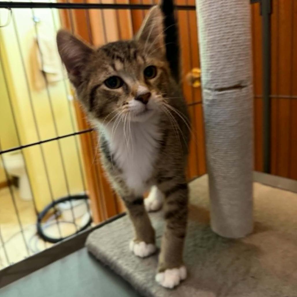 Enlarge Louis Vuitton, a ADOPTABLE Domestic Short Hair in Blaine, MN image 1/1