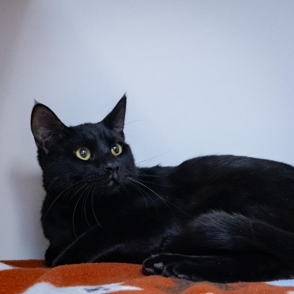 Enlarge Silky, a Adoptable Domestic Short Hair in Hawthorne, CA image 1/4
