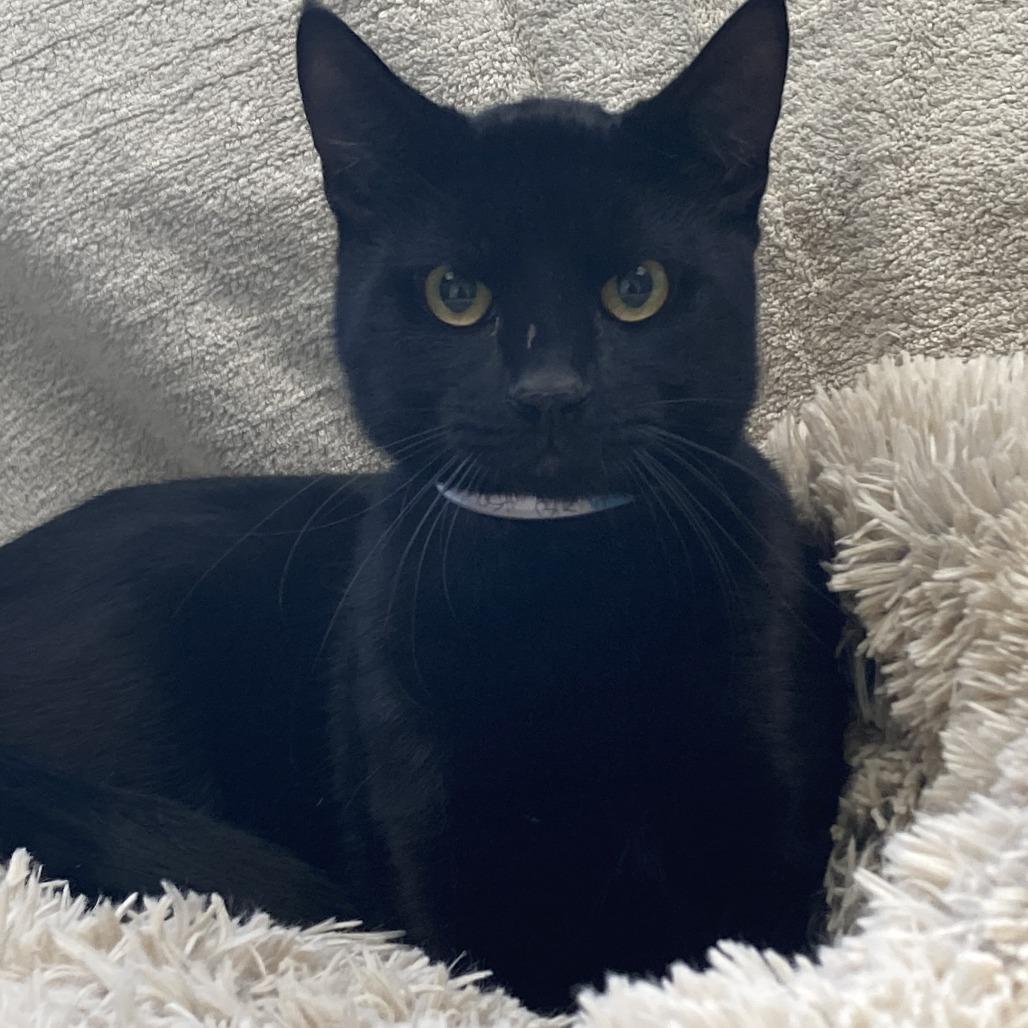 Enlarge Silky, a Adoptable Domestic Short Hair in Hawthorne, CA image 2/4