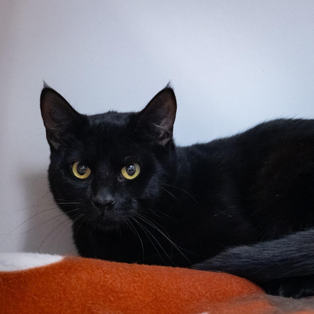 Enlarge Silky, a Adoptable Domestic Short Hair in Hawthorne, CA image 3/4