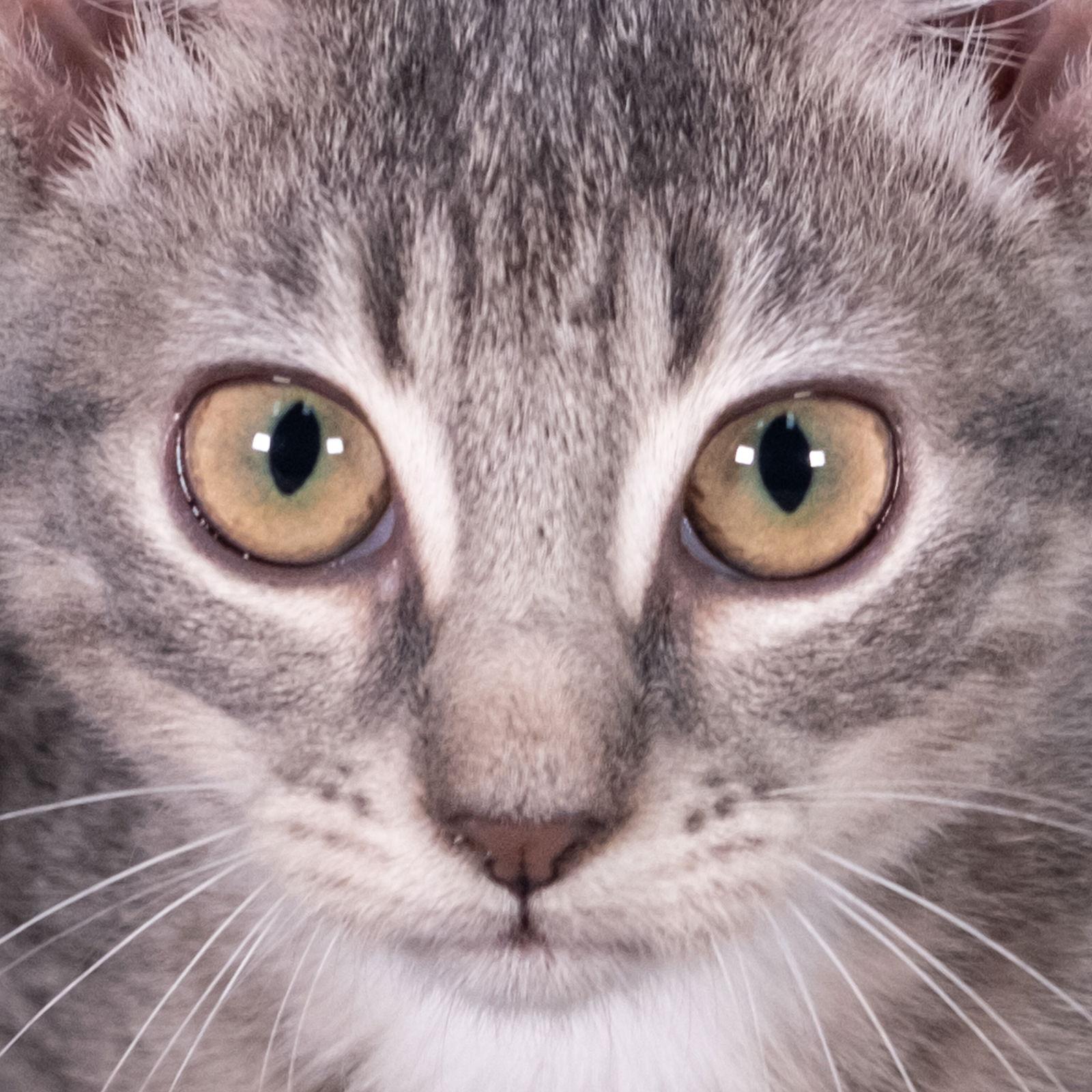 Enlarge Palm Harbor - Andrea, a Adoptable Domestic Short Hair in Social Circle, GA image 1/3