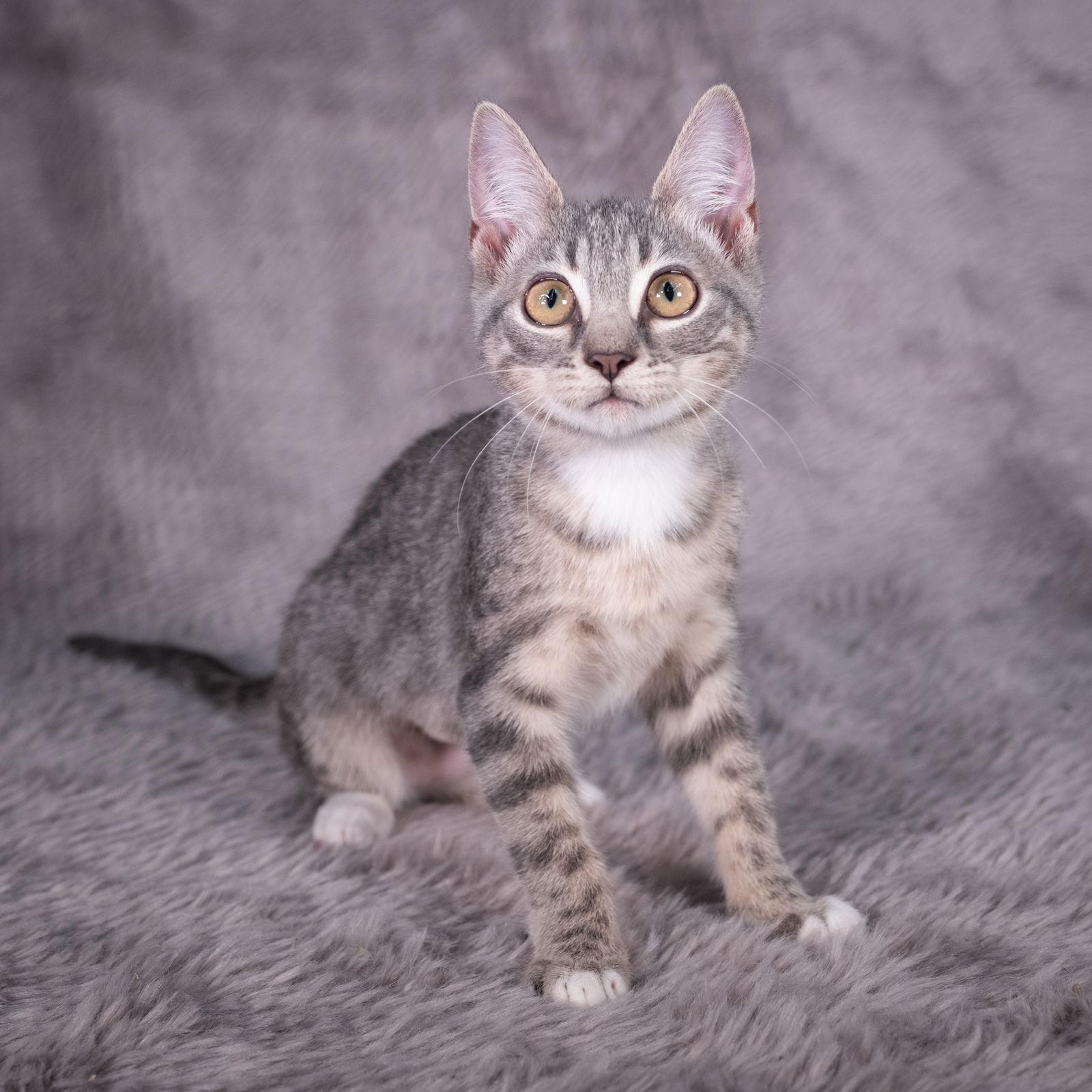 Enlarge Palm Harbor - Andrea, a Adoptable Domestic Short Hair in Social Circle, GA image 2/3