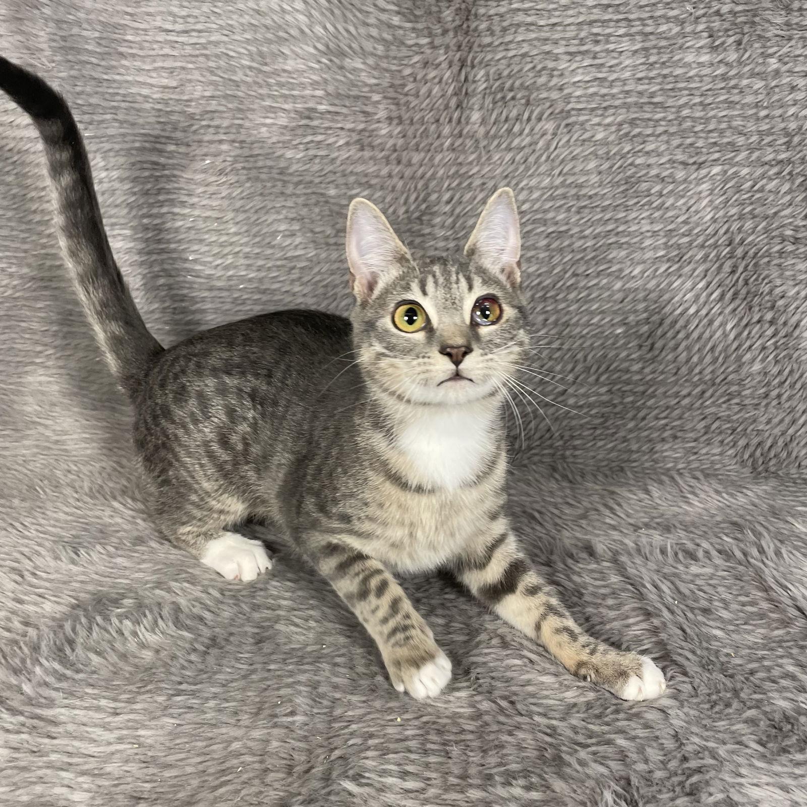 Enlarge Palm Harbor - Andrea, a Adoptable Domestic Short Hair in Social Circle, GA image 3/3