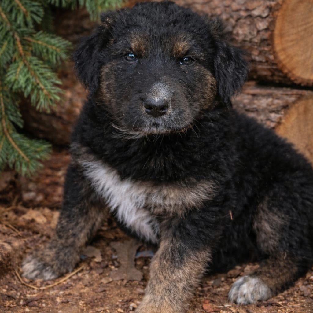 June, Adoptable, Puppy Female Husky.