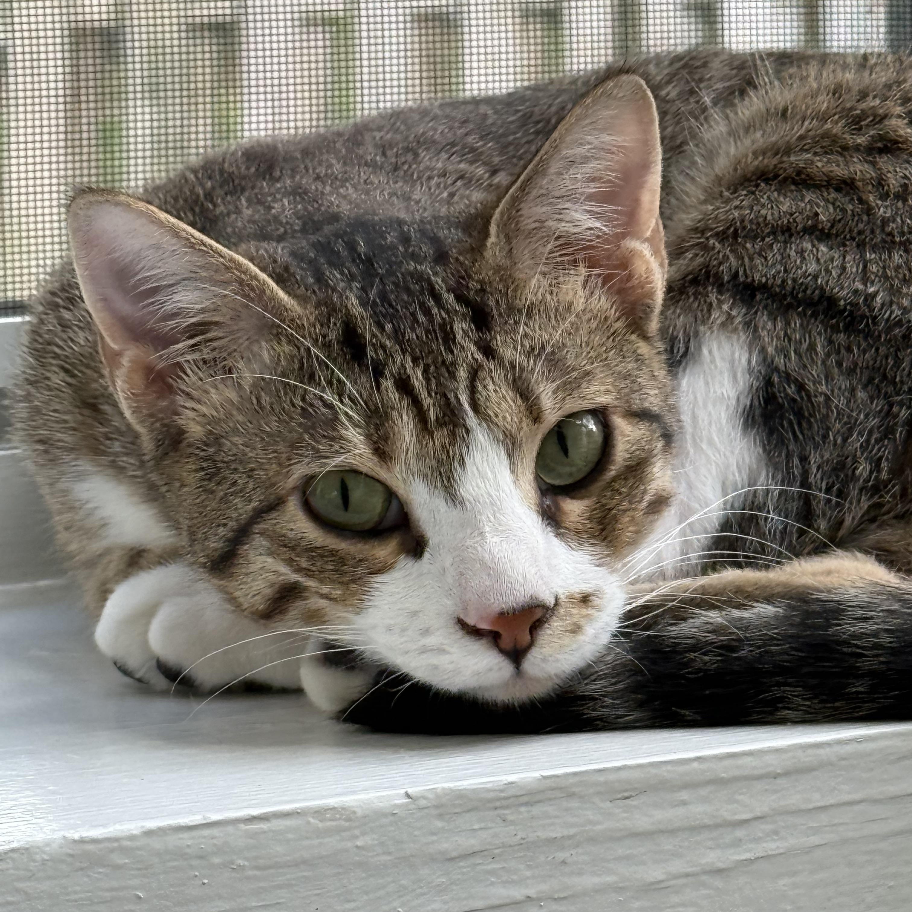 Daisy, a Adoptable mixed breed in Federalsburg, MD image 1/5