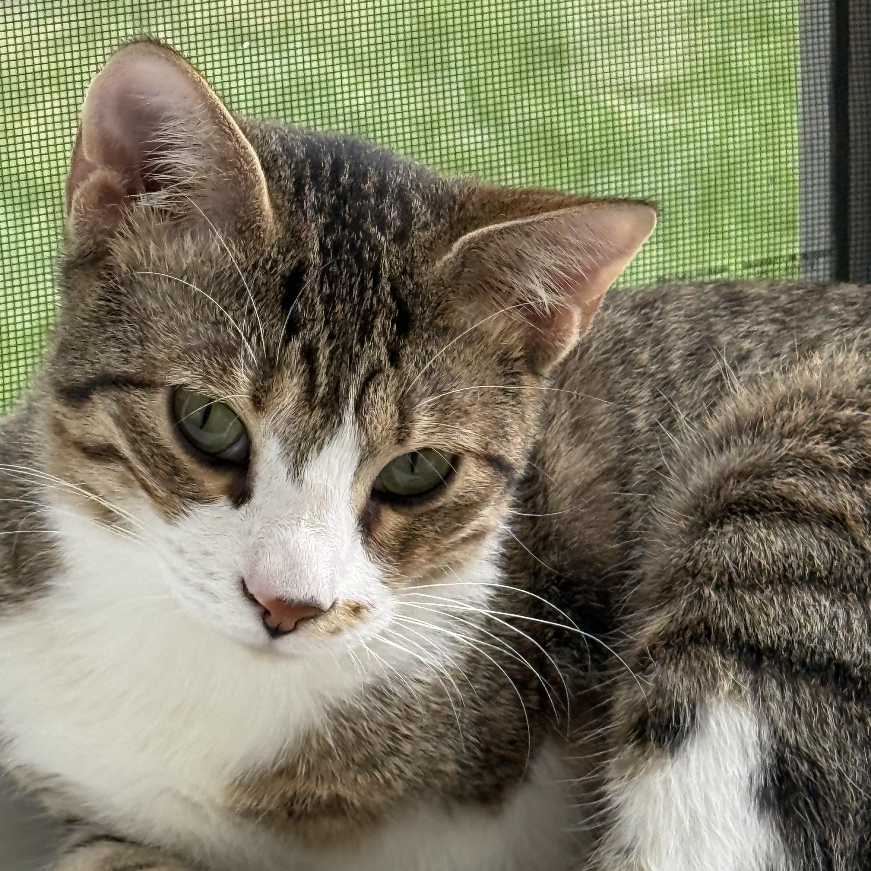 Daisy, a Adoptable mixed breed in Federalsburg, MD image 3/5