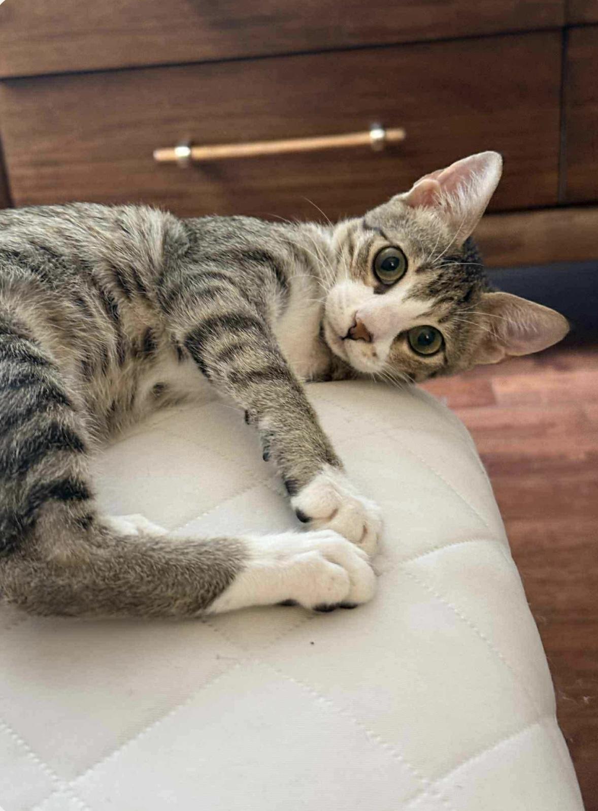 Daisy, a Adoptable mixed breed in Federalsburg, MD image 4/5