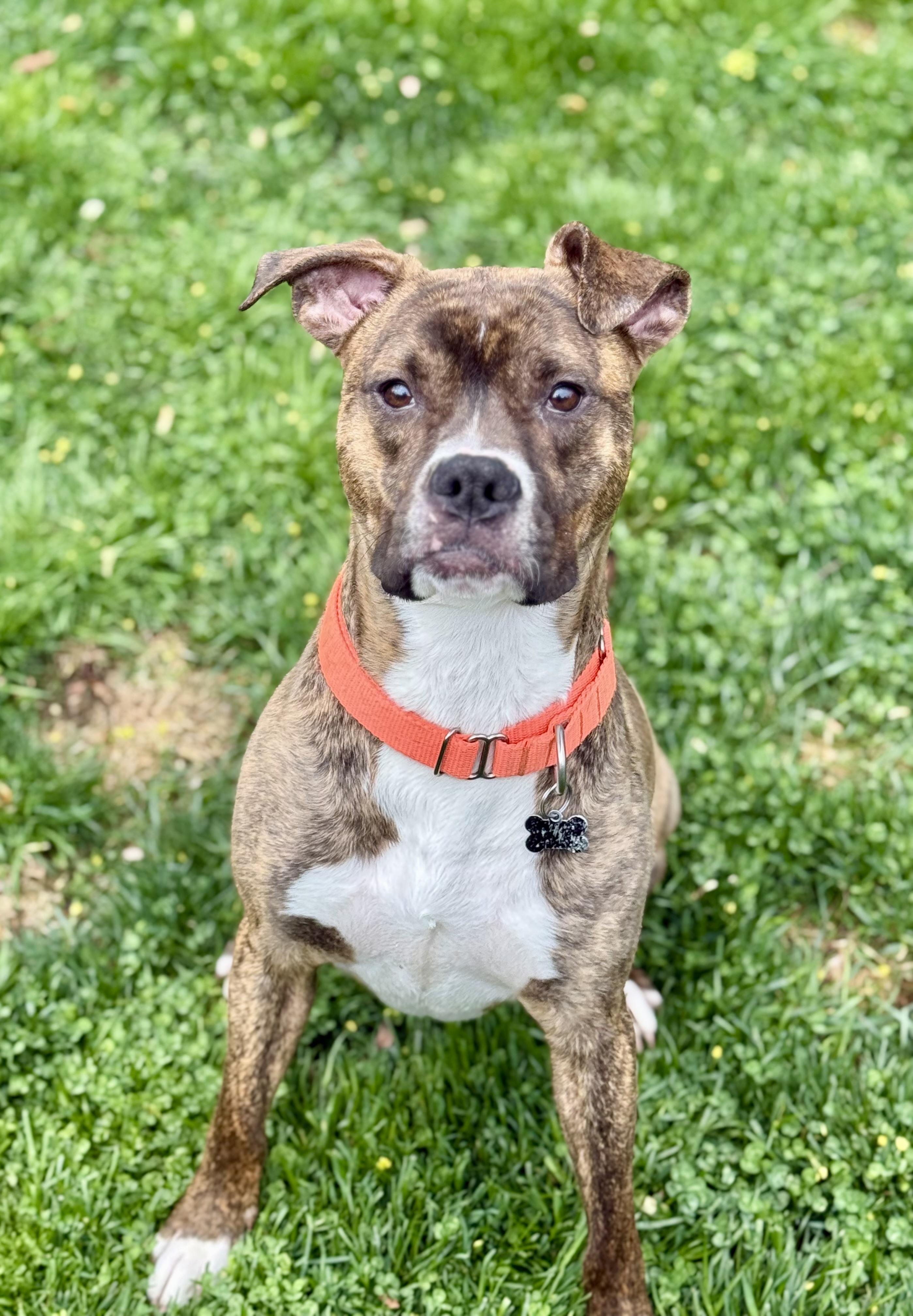 Henry, Young Male Boxer