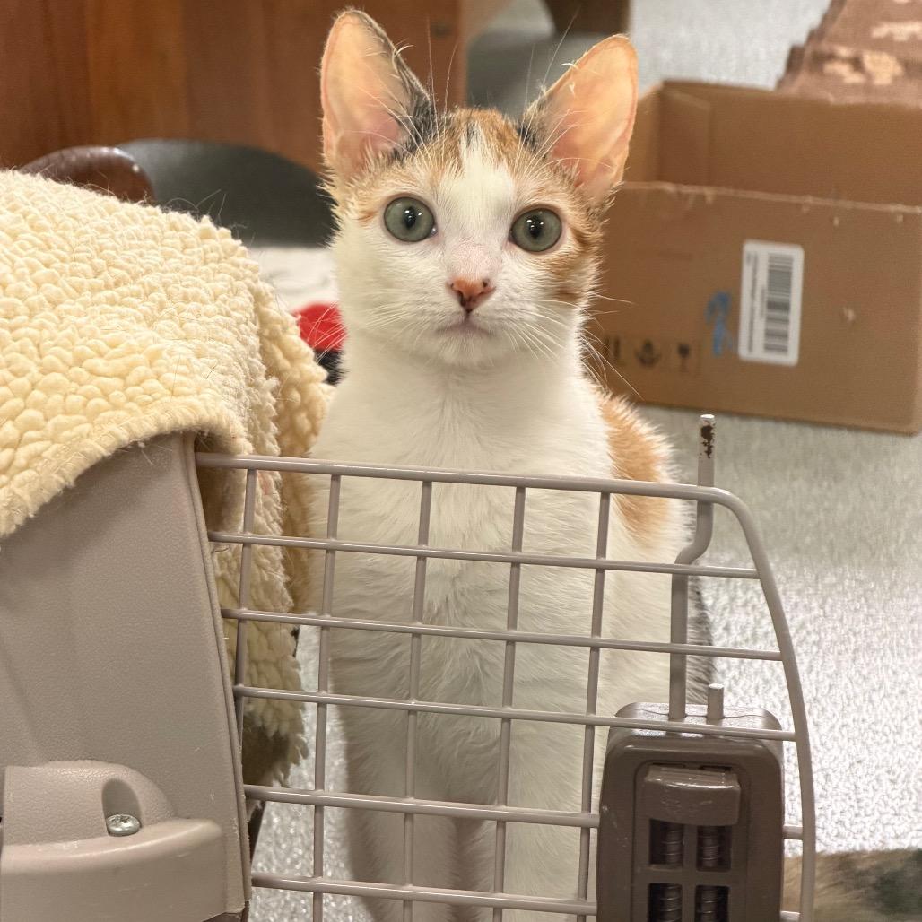 Samba — thumbnail 2