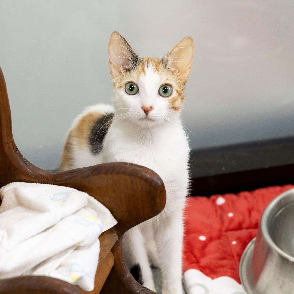 Samba — thumbnail 3