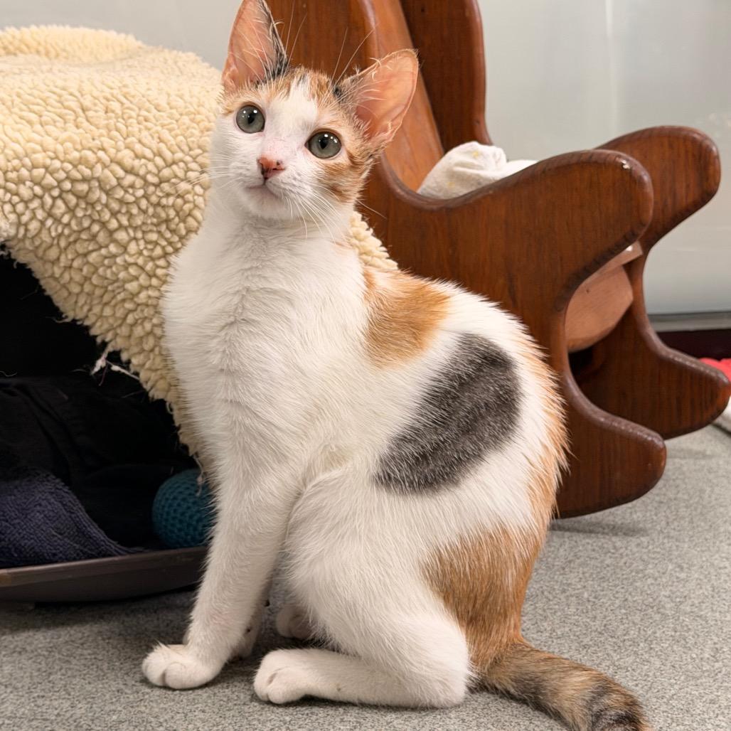 Samba — thumbnail 4