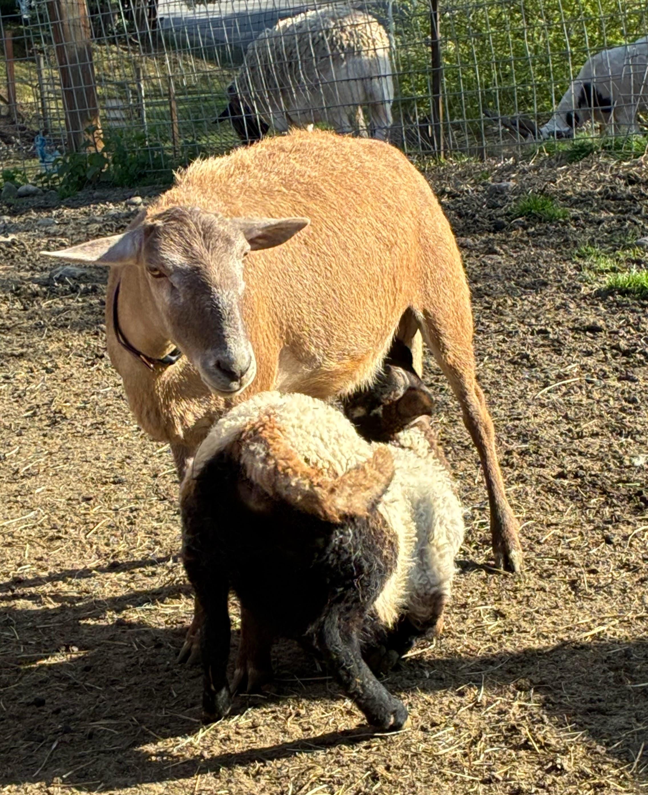 Cookie and Oreo, Adult Female unknown