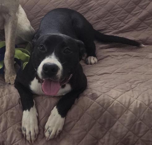 Porsche, Adopted, Young Female Black Labrador Retriever.