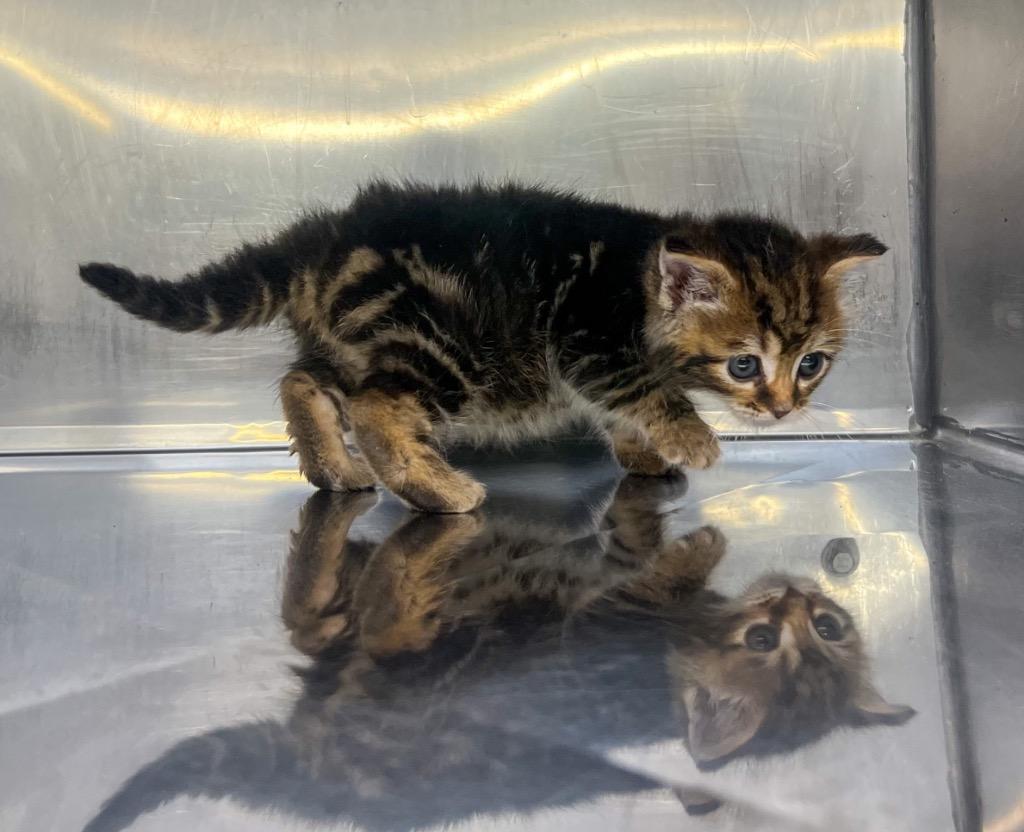 Grizzly, Adoptable, Kitten Male Domestic Short Hair.