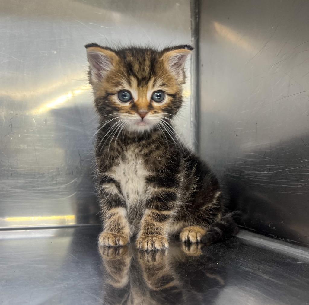 Grizzly, a Adoptable mixed breed in Murray, KY image 2/3