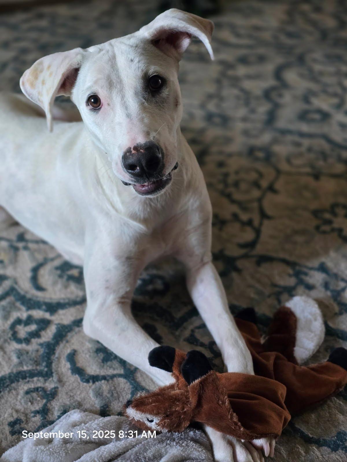 Moon, adoptable, Adult Female Terrier & Retriever.