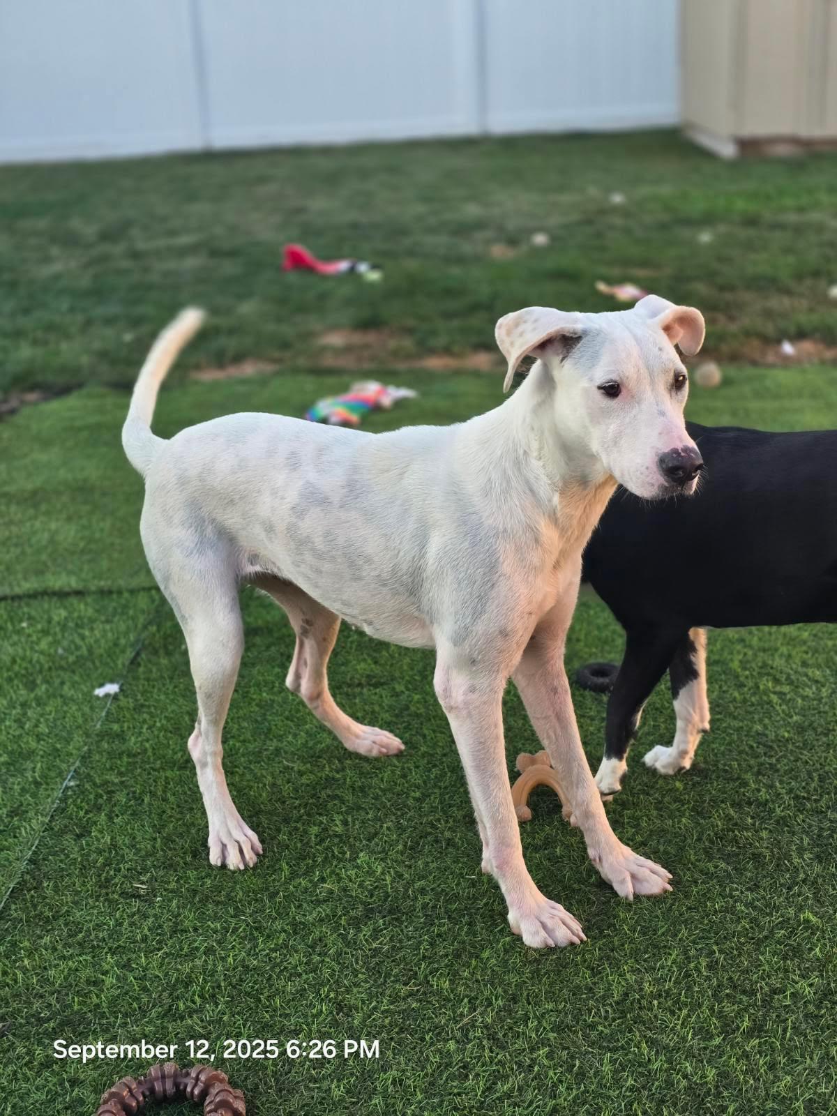 Enlarge Moon, an adoptable mixed breed in Oswego, IL image 2/3