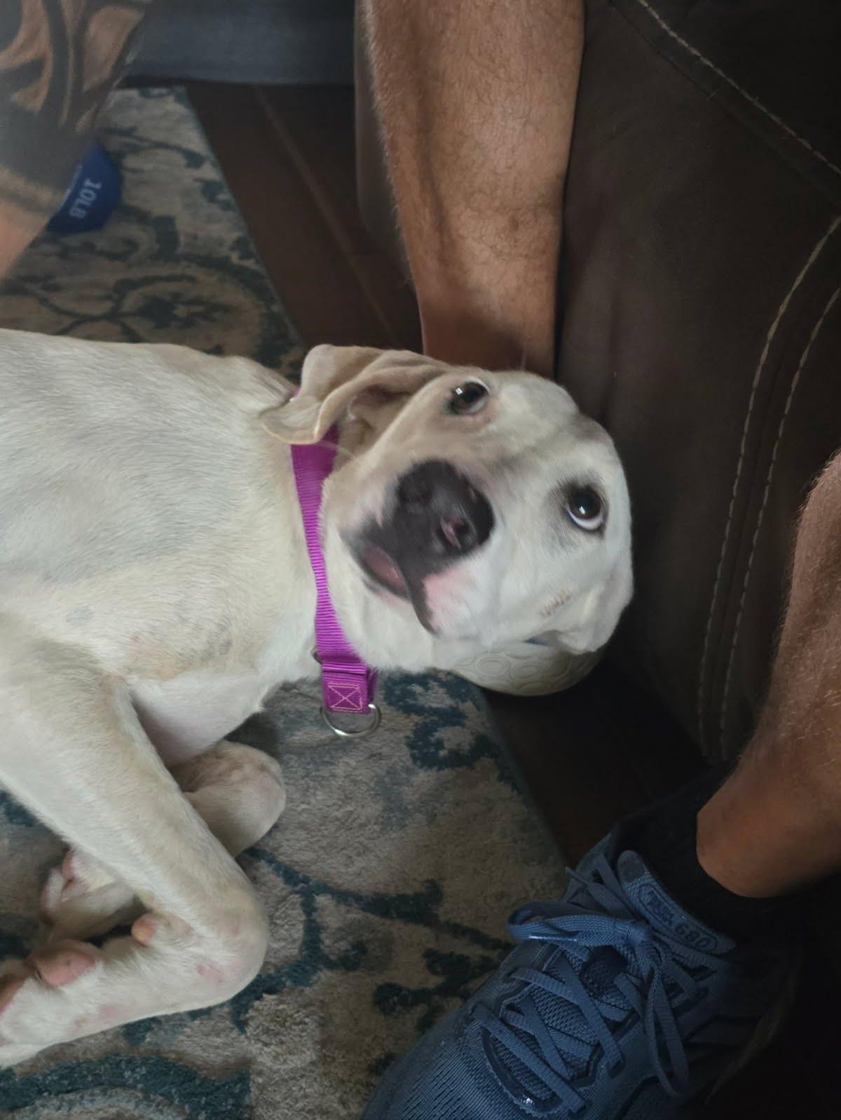 Enlarge Moon, an adoptable mixed breed in Oswego, IL image 3/3