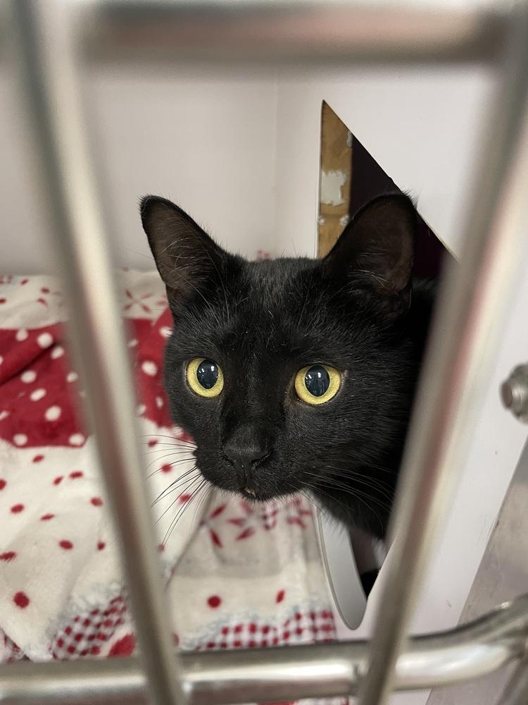 Roxie Eastend, Adoptable, Young Female Domestic Short Hair.