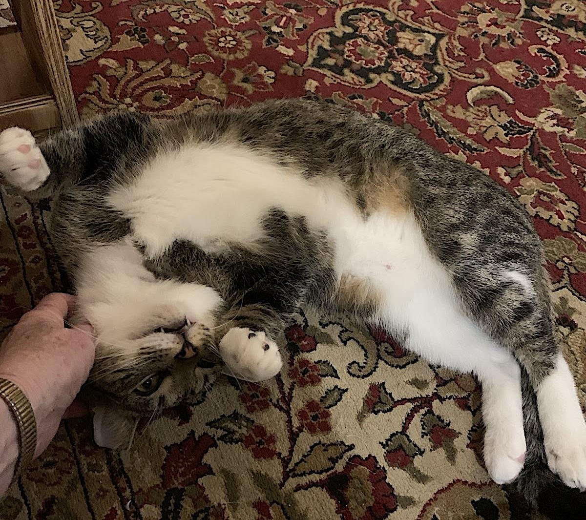 Mama Bear, Poppa Bear, and Baby Bear (The Bears) — thumbnail 4