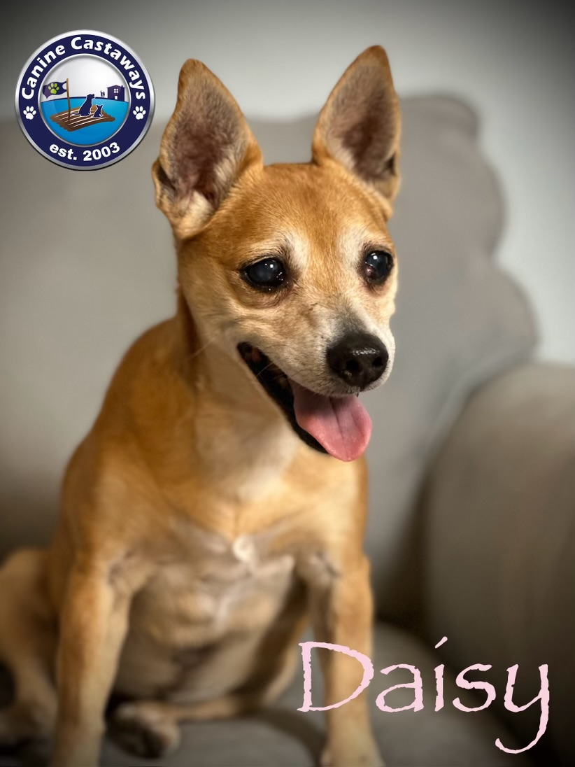 Daisy, a Adoptable Chihuahua in Arcadia, FL image 6/6