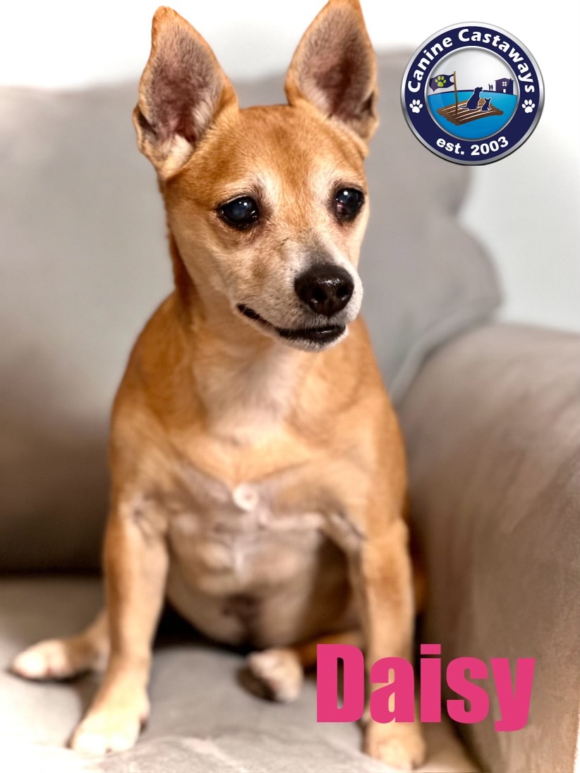 Daisy, a Adoptable Chihuahua in Arcadia, FL image 2/6