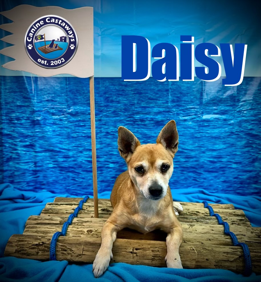 Daisy, a Adoptable Chihuahua in Arcadia, FL image 3/6