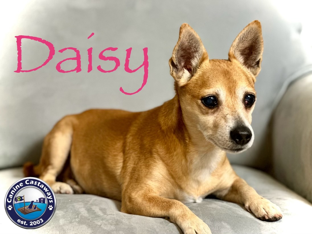 Daisy, a Adoptable Chihuahua in Arcadia, FL image 5/6