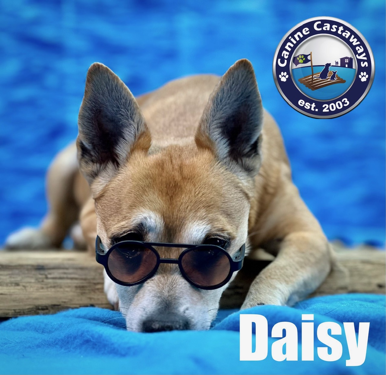 Daisy, a Adoptable Chihuahua in Arcadia, FL image 4/6