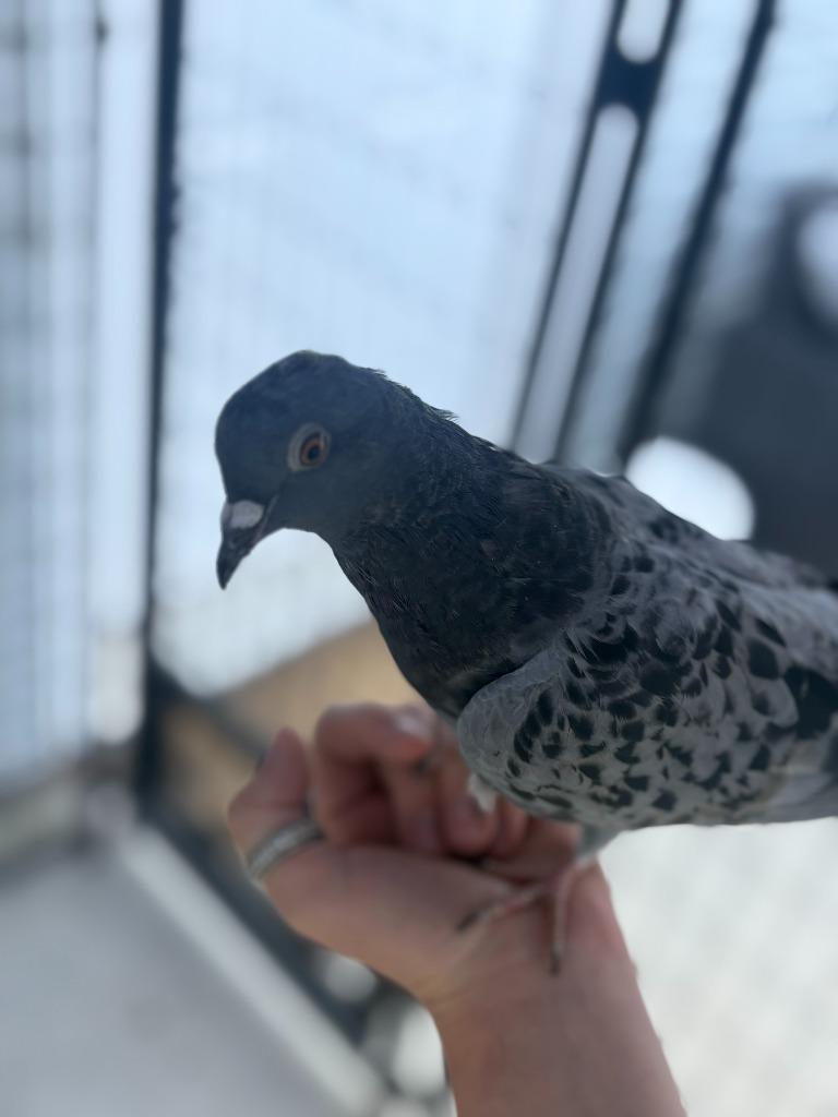 Enlarge Roscoe, a Adoptable Pigeon in Eagle Mountain, UT image 1/2