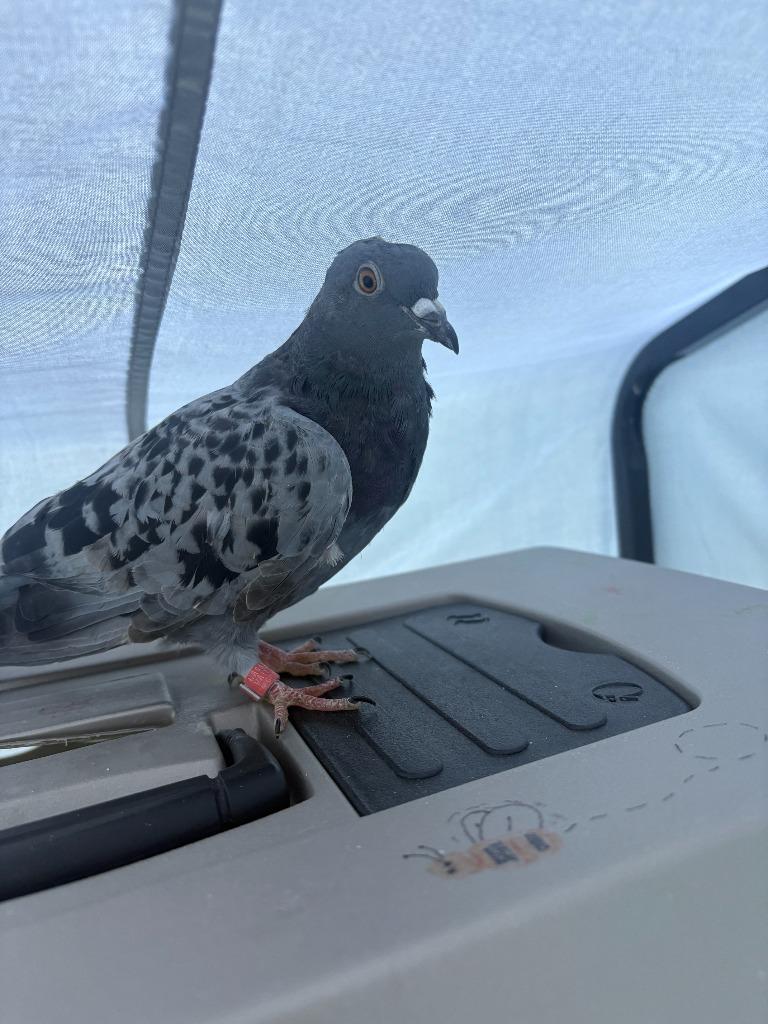 Enlarge Roscoe, a Adoptable Pigeon in Eagle Mountain, UT image 2/2