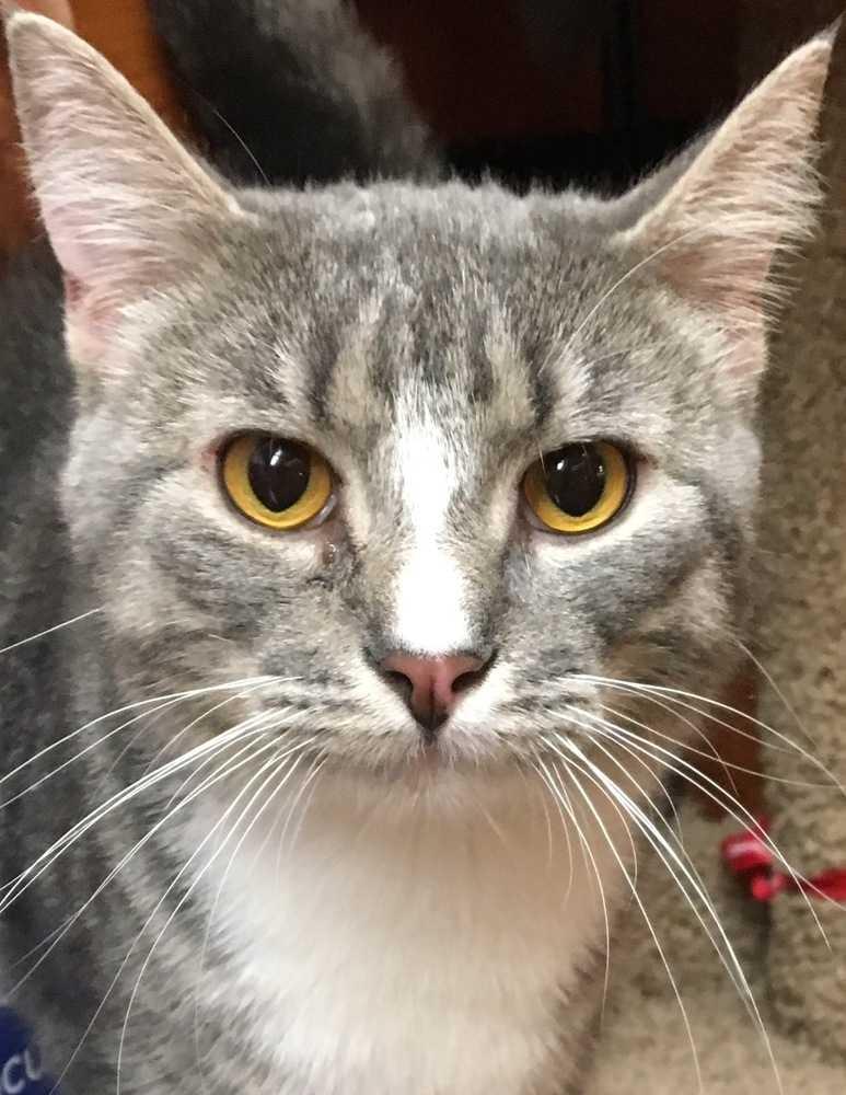 Romeo, Adopted, Adult Male Domestic Short Hair.
