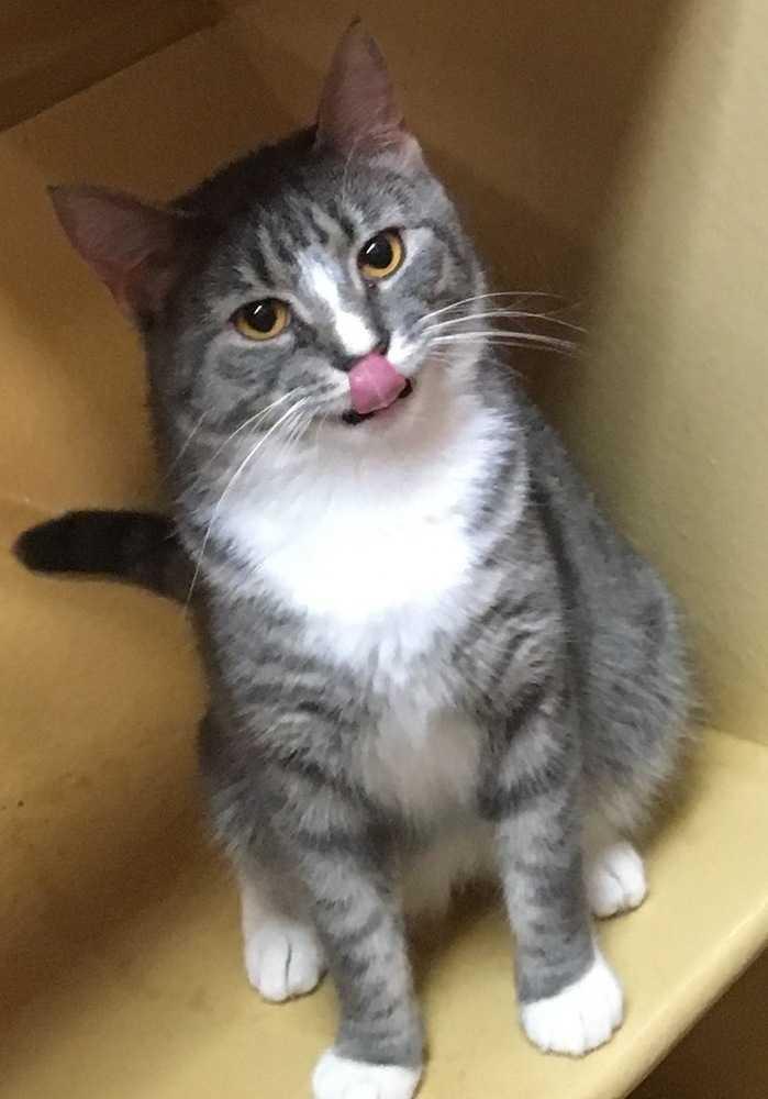 Enlarge Romeo, a Adopted Domestic Short Hair in Albany, GA image 2/6