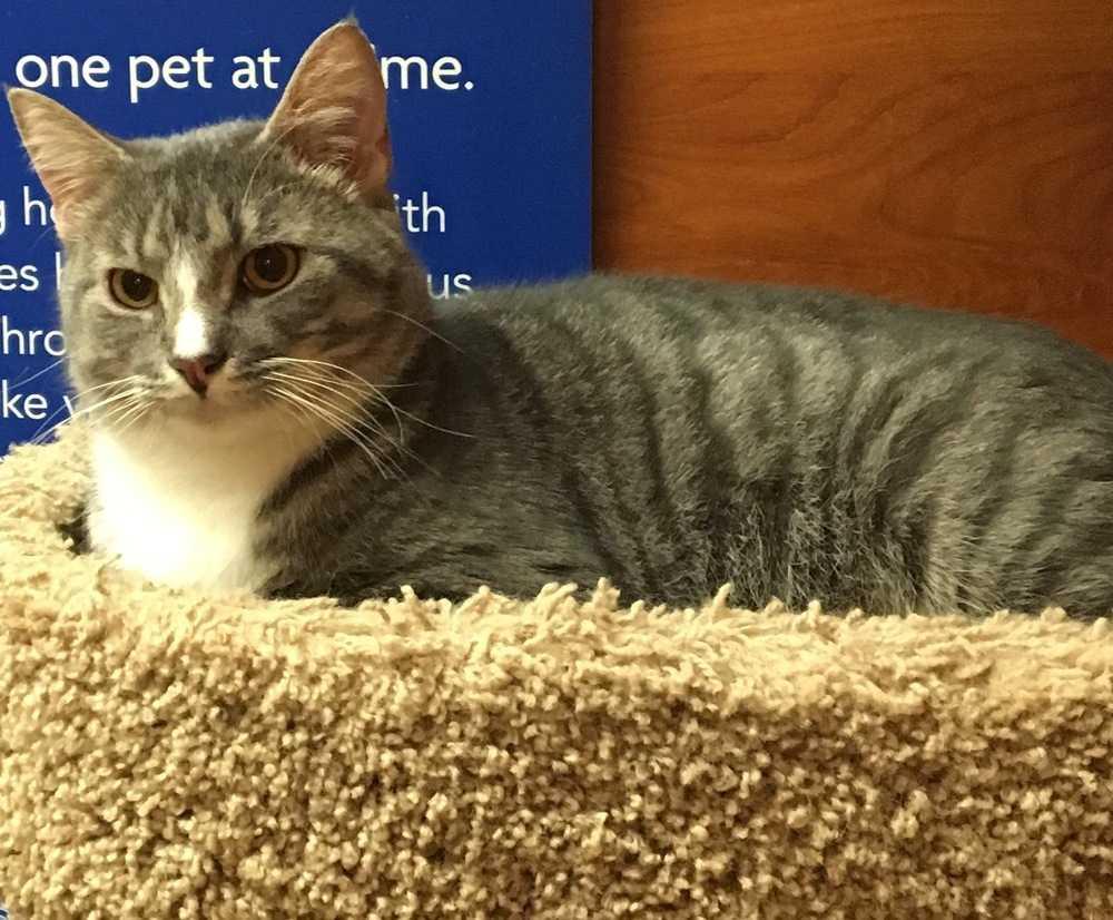 Enlarge Romeo, a Adopted Domestic Short Hair in Albany, GA image 3/6