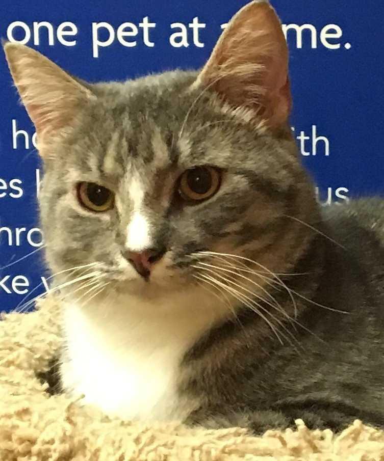 Enlarge Romeo, a Adopted Domestic Short Hair in Albany, GA image 4/6