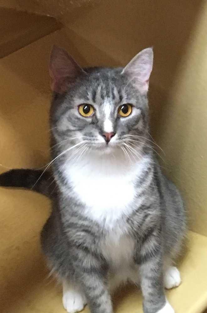 Enlarge Romeo, a Adopted Domestic Short Hair in Albany, GA image 5/6