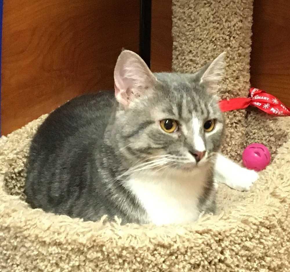 Enlarge Romeo, a Adopted Domestic Short Hair in Albany, GA image 6/6