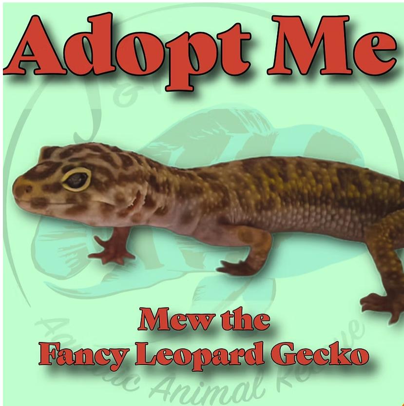Enlarge Mew the Fancy Leopard Gecko Mew the Fancy Leopard Gecko, a Adoptable Gecko in Neenah, WI image 1/1