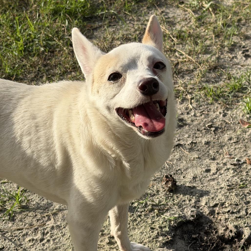 Soldier, Adoptable, Adult Male Chihuahua & Chihuahua.