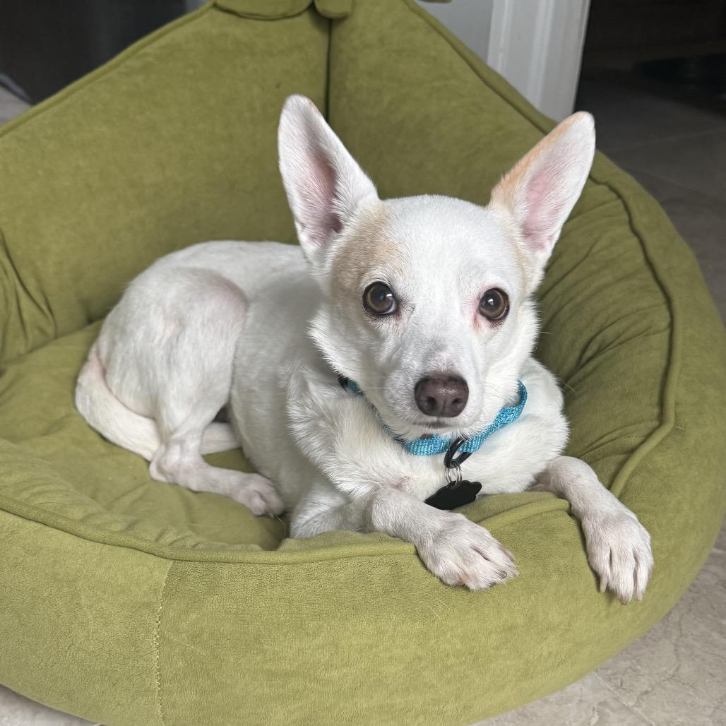 Soldier, a Adoptable mixed breed in Sarasota, FL image 2/6