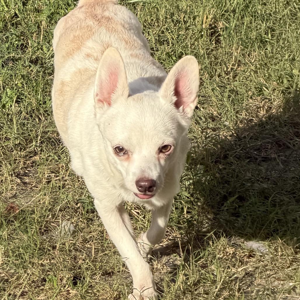 Soldier, a Adoptable mixed breed in Sarasota, FL image 3/6