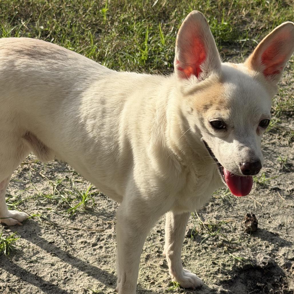 Soldier, a Adoptable mixed breed in Sarasota, FL image 5/6