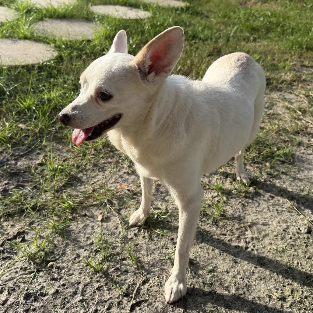 Soldier, a Adoptable mixed breed in Sarasota, FL image 6/6