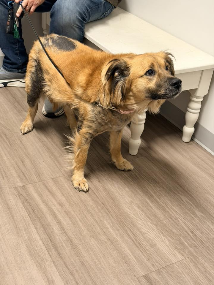 Pony Girl, Adoptable, Adult Female German Shepherd Dog & Golden Retriever.