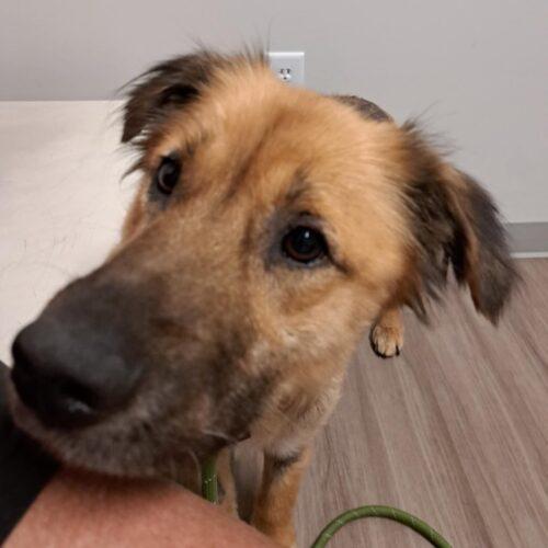 Pony Girl, a Adoptable mixed breed in Richmond, MO image 1/4