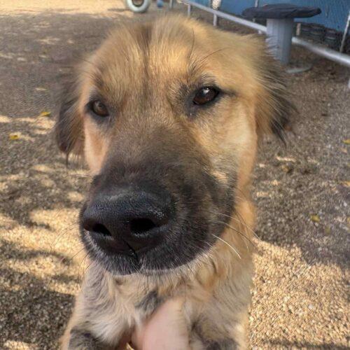 Pony Girl, a Adoptable mixed breed in Richmond, MO image 4/4