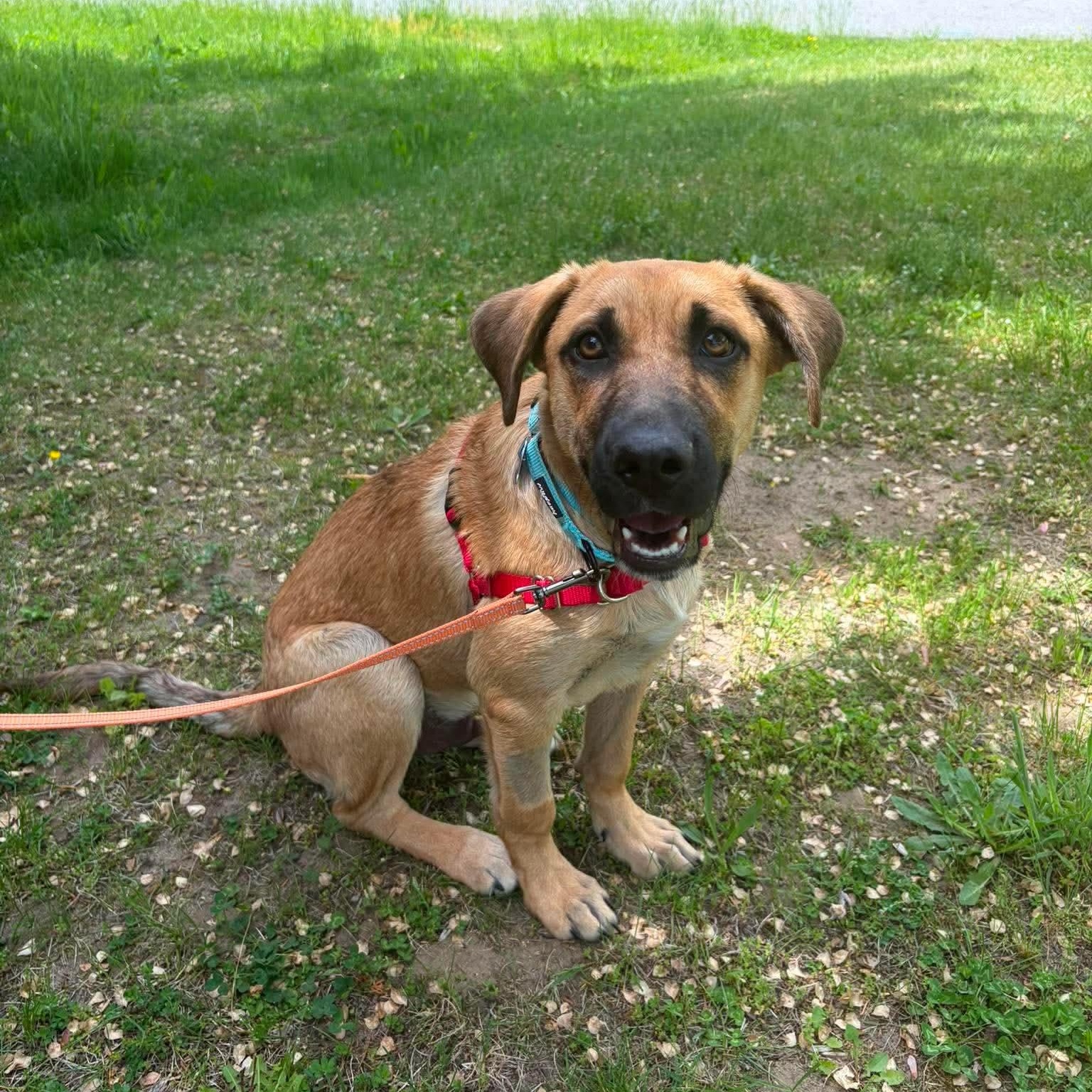 Sunny, a ADOPTABLE mixed breed in Hopkinton, MA image 1/5