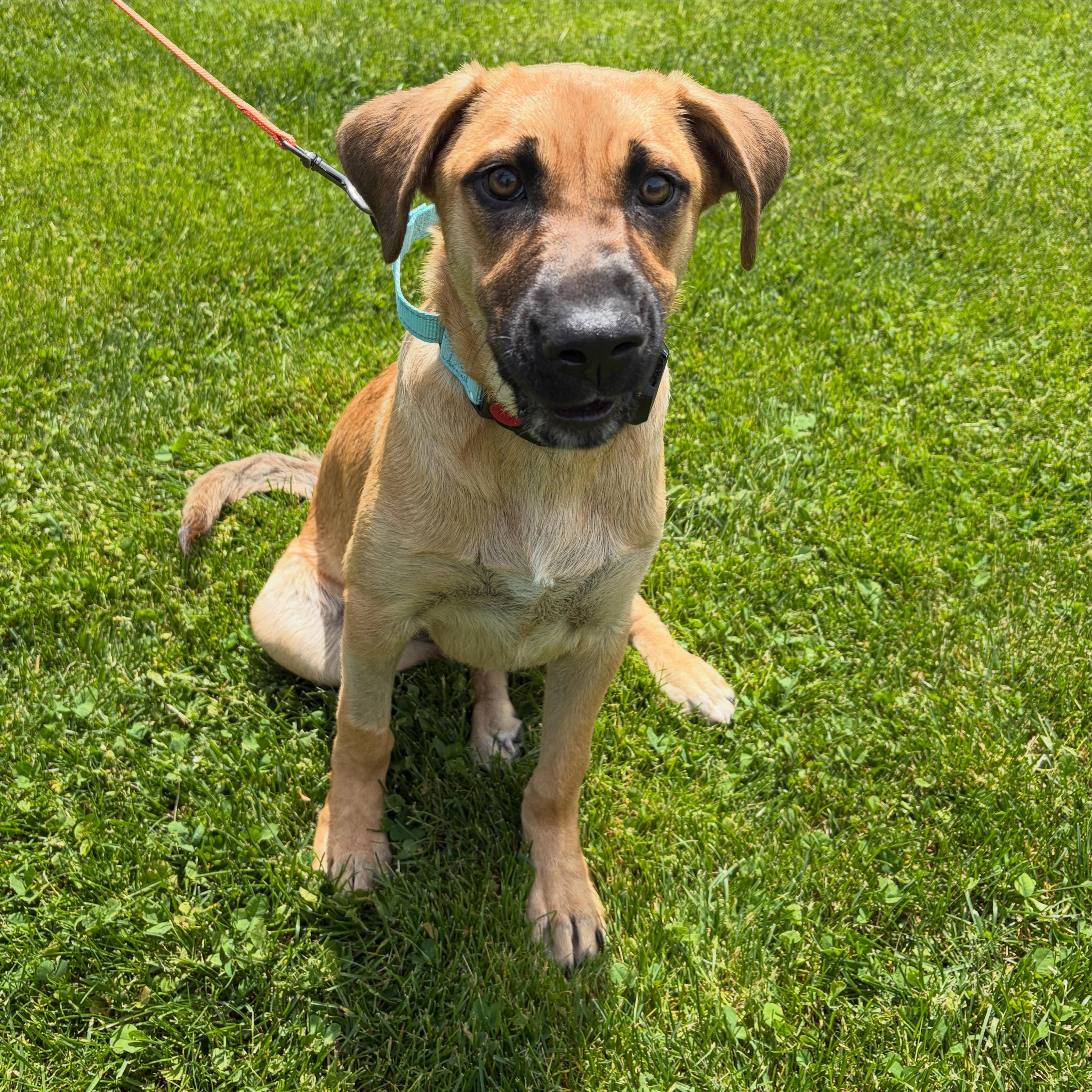 Sunny, a ADOPTABLE mixed breed in Hopkinton, MA image 4/5